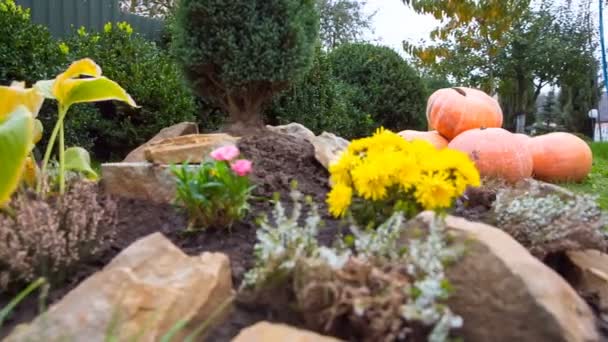 Helder oranje pompoenen op groen gras. Achtergrond op Halloween — Stockvideo