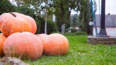 Sonbaharda çimenlerin üzerinde yuvarlak turuncu kabak