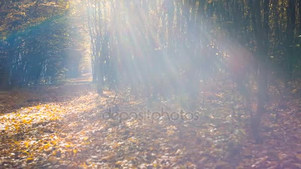 Gele bladeren ingerichte het pad in de herfst bos. De warme stralen van de zon doorbreken van dichte bomen — Stockvideo