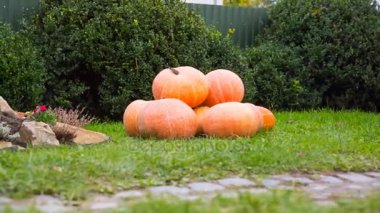 Kabak yeşil bir bahçe içinde açık havada