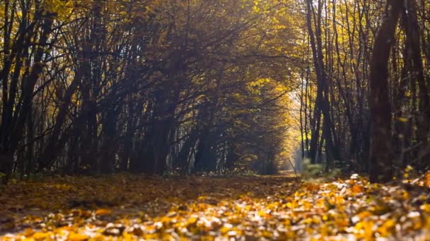 Úzká cesta v podzimním lese je pokryta žluté listy. Příroda. Slunečné ráno v mladých lesních — Stock video