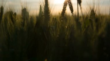 Buğday günbatımında. Siluet mavi gökyüzü arka plan üzerinde. Yakın çekim. Ham