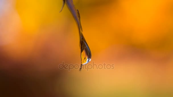 秋叶中的一滴水。黄色背景上的一滴。可用作背景 — 图库视频影像