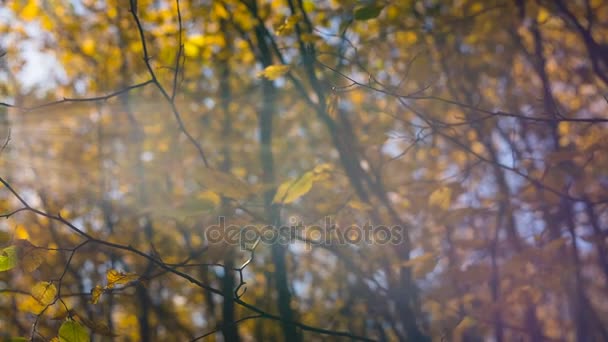 Beau fond automnal de feuilles jaunes contre le soleil bleu 