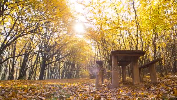 Rastplats i skogen höst — Stockvideo