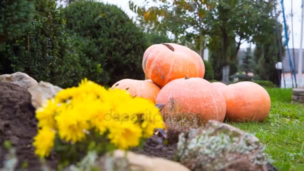 DOLLY MOTION: Pumpkins on green grass autumn day — Stock Video