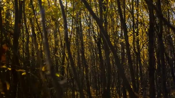 Salida del sol en el bosque de otoño. Rayos de luz hacen que el tiro místico — Vídeos de Stock