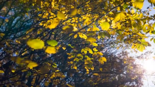 Sunrise in herfst bos. Ruwe videoverslag — Stockvideo