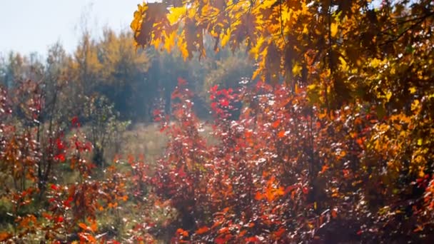 Красивый клен в осеннем парке — стоковое видео