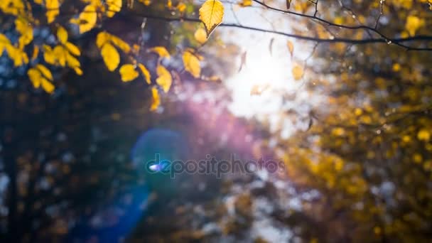 Солнце светит сквозь деревья и золотые осенние листья — стоковое видео