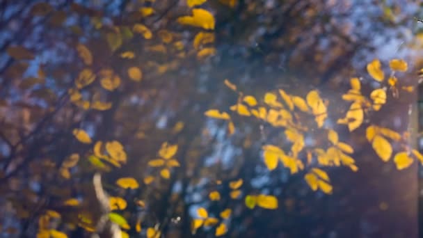 Paysage d'automne. Rayons de lumière à travers les feuilles jaunes des arbres 