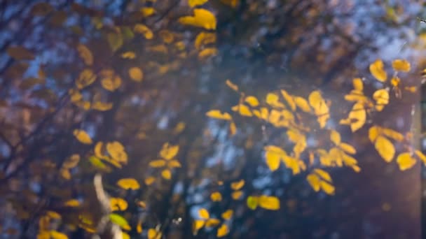 Осенний пейзаж. Луч света сквозь желтые листья деревьев — стоковое видео