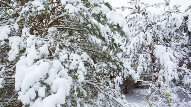 Ένας νεαρός άνδρας ψάχνει για ένα χριστουγεννιάτικο δέντρο στο δάσος — Αρχείο Βίντεο