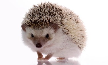 Afrika kirpi beyaz izole