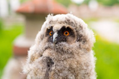 Küçük baykuş portre (bataklık baykuş)