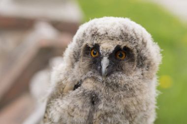 Owlet portre (bataklık baykuş)