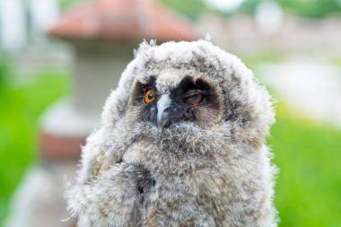 Owlet portre (bataklık baykuş)