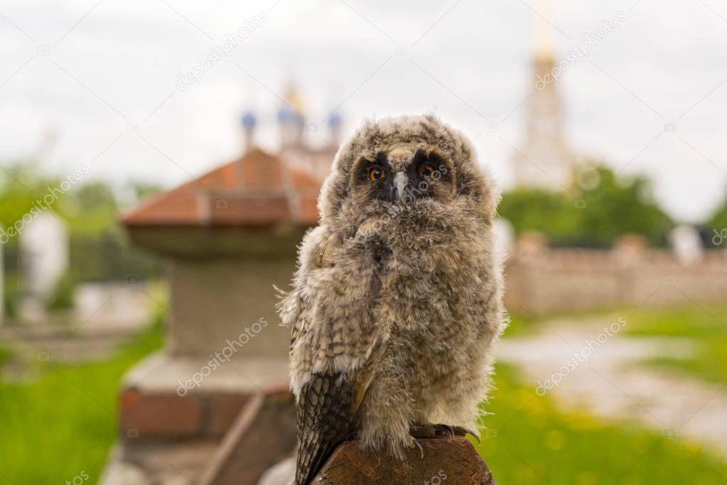 Wise owlet in Ryazan (Swamp owl)