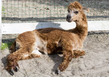Kahverengi-kirmizi alpaka güneş ışınlarına aittir.