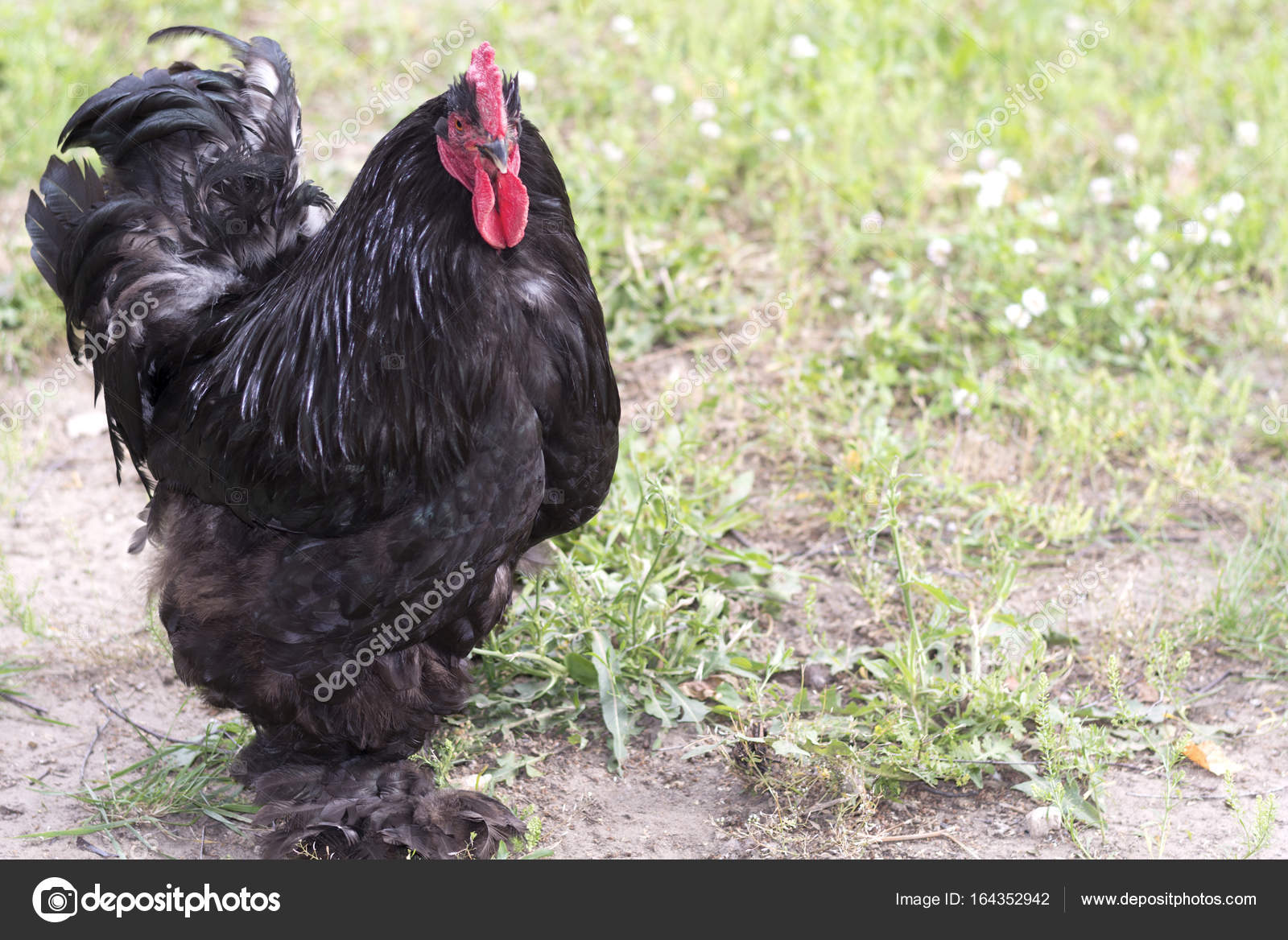 Voglio grande gallo nero
