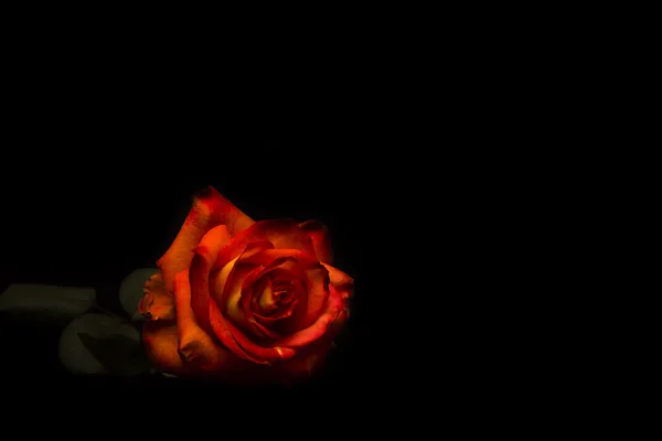 검은 배경의 장미 — 스톡 사진