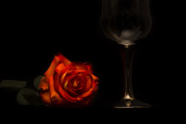 Roses sur fond noir — Photo