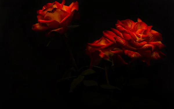 Roses sur fond noir — Photo