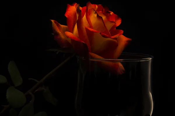 Roses sur fond noir — Photo