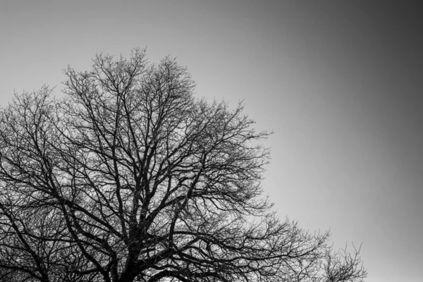 Мертве дерево без листя — стокове фото