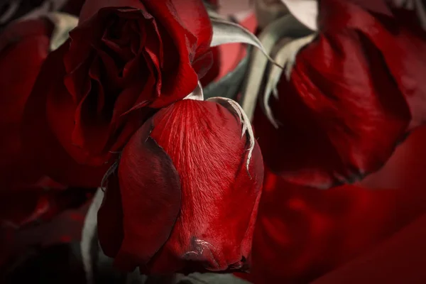 Fond de bouquet de fleurs pivoines fraîches et fanées. Pétales tombantes. Fleurs funéraires carte de deuil vie concept de deuil mort. Art rétro abstrait. Une idée différente, unique. Noir blanc rouge photo tonique . — Photo