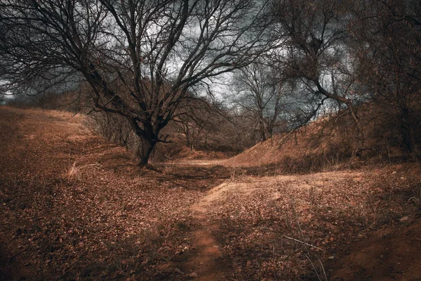 Dramática Fotografía Del Paisaje Del Bosque Durante Día Con Follaje —  Fotos de Stock