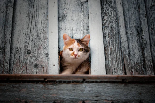 Cat Looks Out Hole Wooden Door Wooden Door Red Cat — Stock Photo, Image