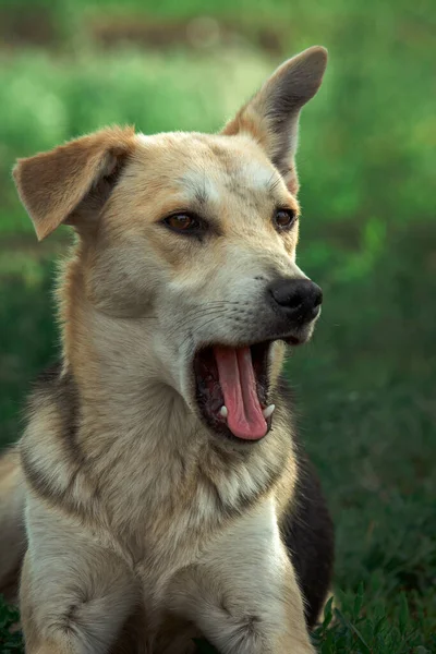 Anjing Muda Anjing Alam Hewan Peliharaan — Stok Foto