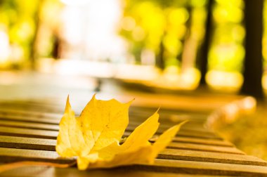 Sonbahar - parkta bankta sarı akçaağaç yaprağı