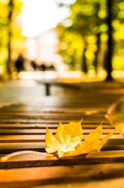 Sonbahar - parkta bankta sarı akçaağaç yaprağı