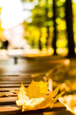 Sonbahar - parkta bankta sarı akçaağaç yaprağı