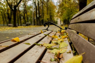 Akçaağaç yaprakları parkta banch üzerinde. Sonbahar