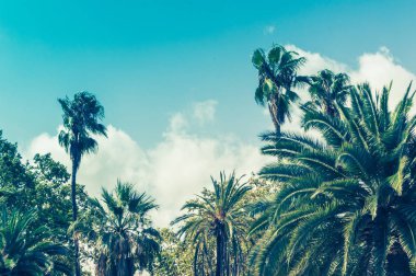 Mavi gökyüzüne karşı palmiye ağaçlarının tropikal arkaplanı