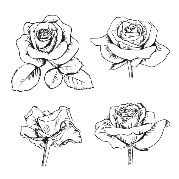 集合 enfraved 玫瑰与叶子在白色背景下分离。矢量插图 — 图库矢量图片