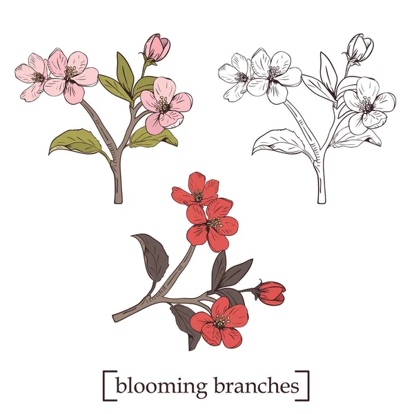 Bloeiende boom. Collectie instellen Hand getekend botanische bloesem takken op witte achtergrond. Vectorillustratie — Stockvector