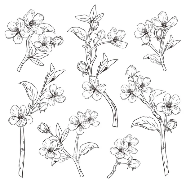 Árbol floreciente. Colección de conjuntos. Ramas de flores botánicas dibujadas a mano sobre fondo blanco. Ilustración vectorial — Archivo Imágenes Vectoriales