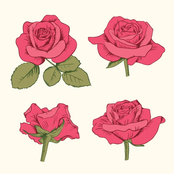 Set colección de rosas rojas con hojas aisladas sobre fondo blanco. Ilustración vectorial — Vector de stock