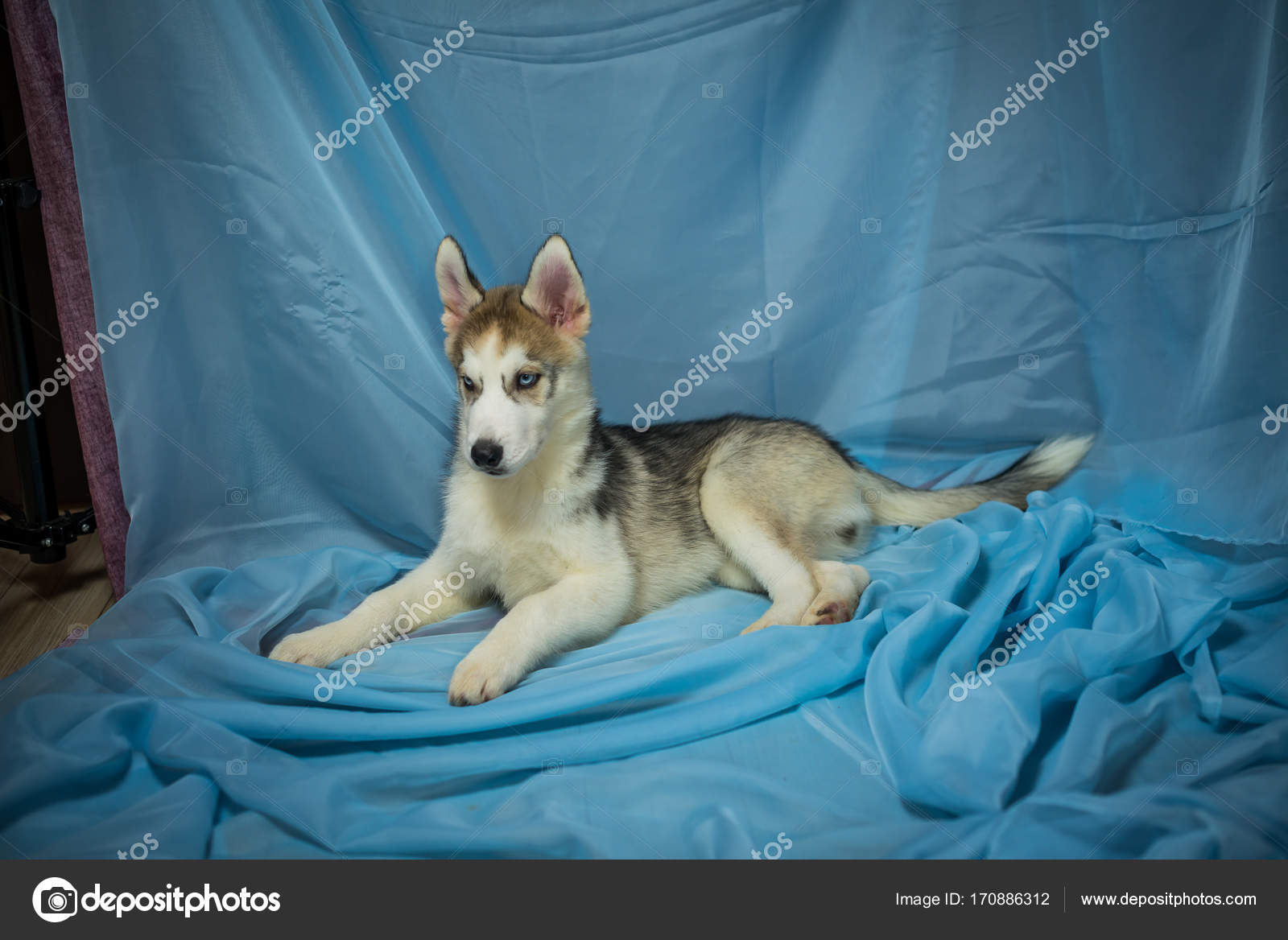 Hunderasse Husky auf blauem Hintergrund, Welpen Husky auf blauem Grund