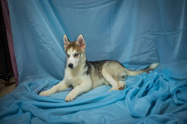 Psí plemeno husky na modrém pozadí, štěňátka husky na modré — Stock fotografie