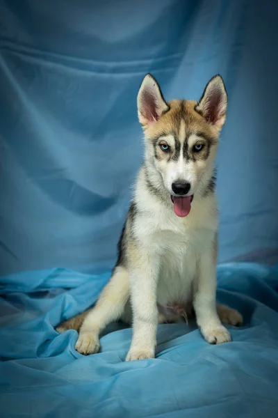 Hundehusky på blå bakgrunn, valper av husky på blå – stockfoto