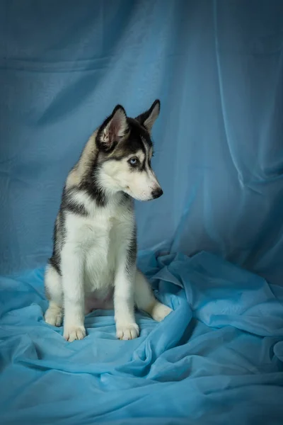 Hunderasse Husky auf blauem Hintergrund, Welpen Husky auf blauem Grund lizenzfreie Stockfotos