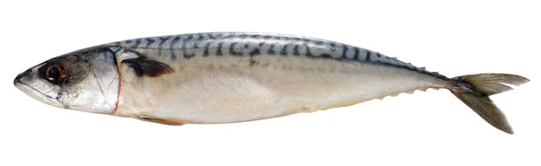 Frisse Atlantische makreel vissen geïsoleerd op witte pagina — Stockfoto