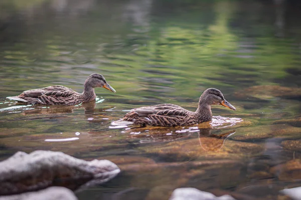 Two wild ducks swim on the lake in the mountains, brown and grey birds on the water