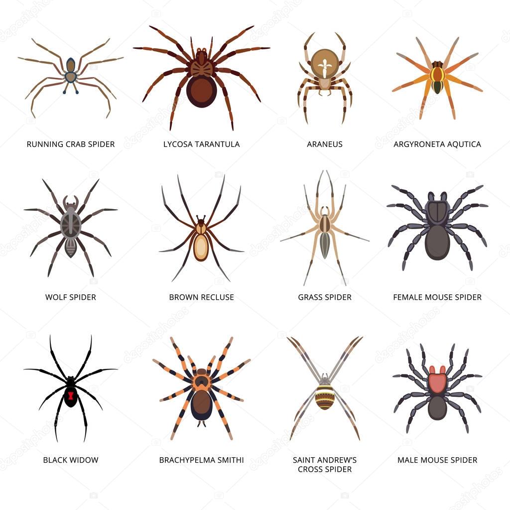 Spiders set icon isolated