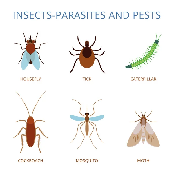 Human skin parasites and housing pests insects isolated disease bug